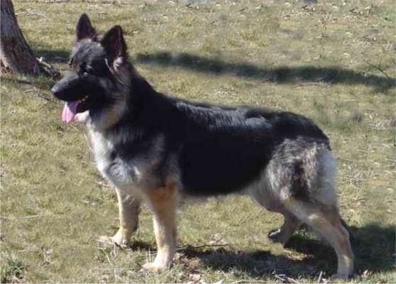 Chateau de sales chief king shepherds