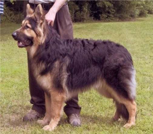 Sky warrior hot sale king shepherds