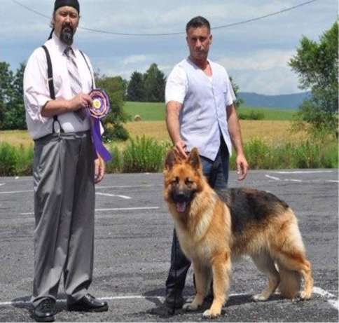 Chateau de sales chief king shepherds