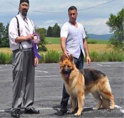 male king shepherd